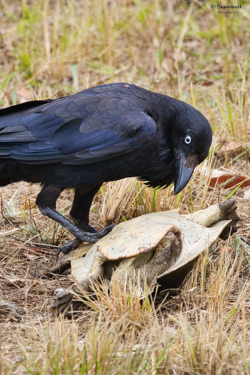 Australian Raven - ML646885672