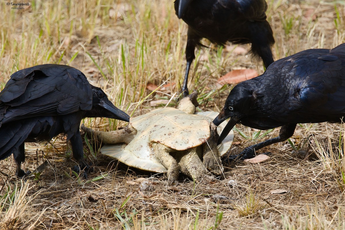 Australian Raven - ML646885673