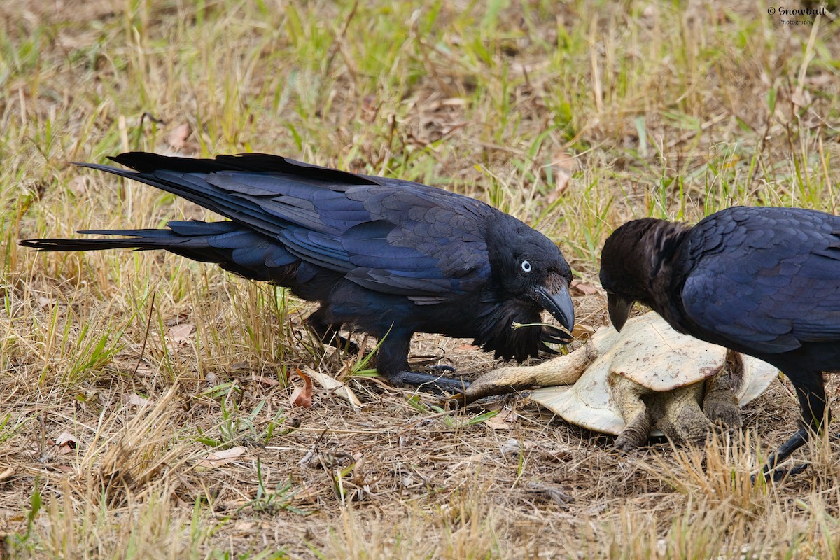 Australian Raven - ML646885674
