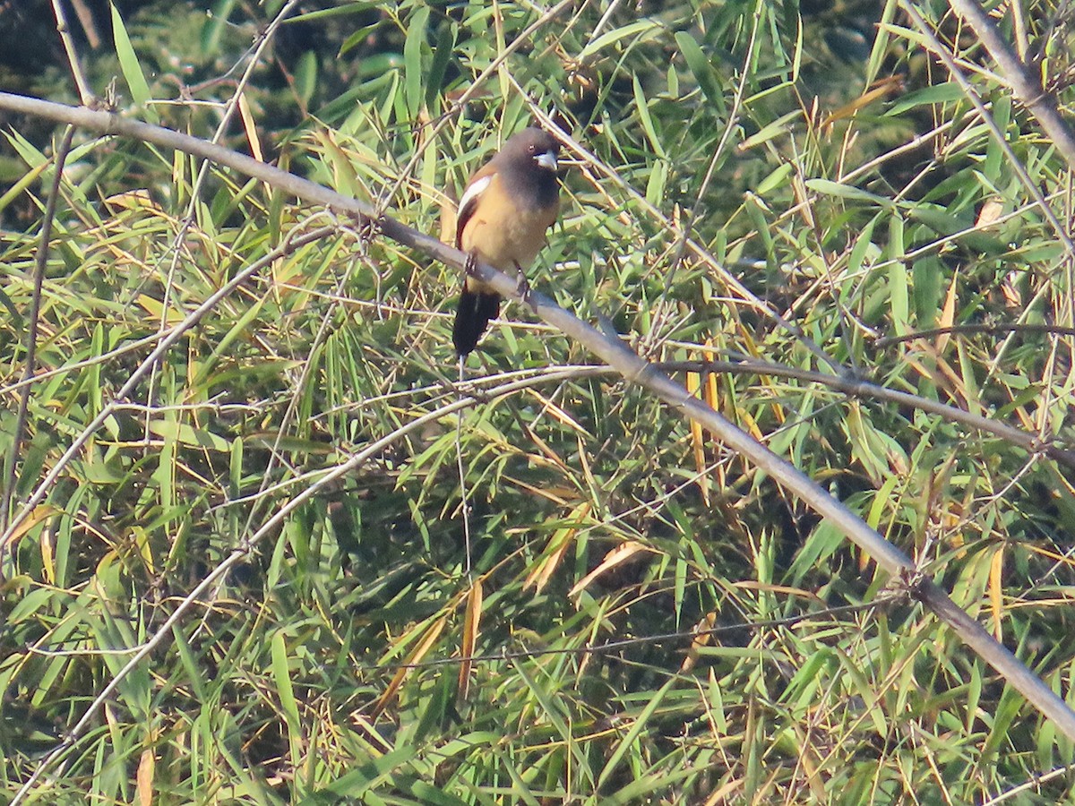 Rufous Treepie - ML646885675