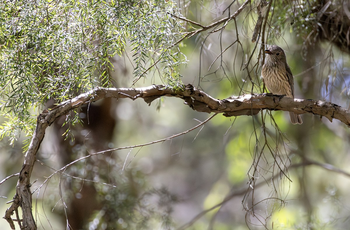 Rufous Whistler - ML646885676