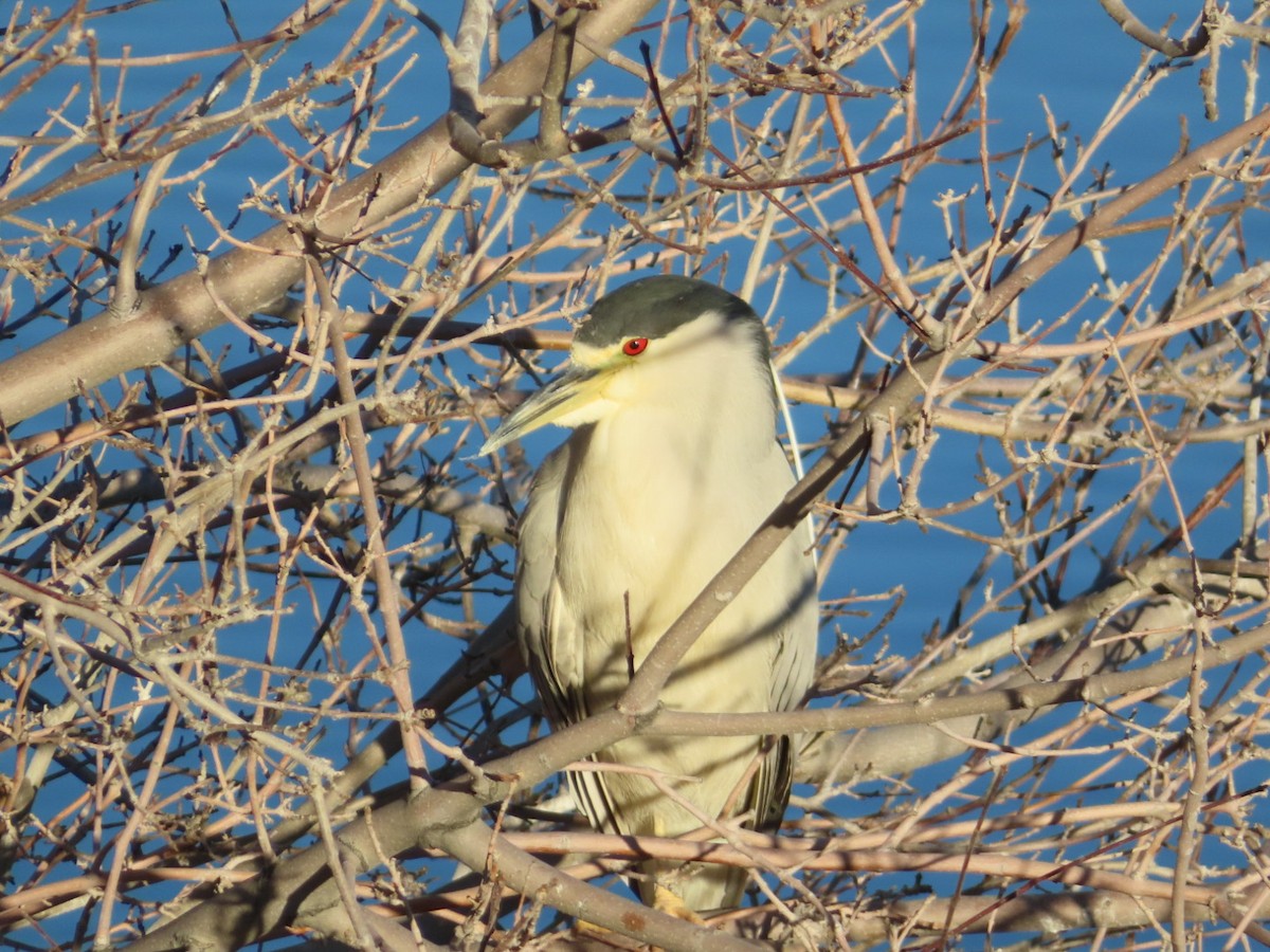 Black-crowned Night Heron - ML646885677