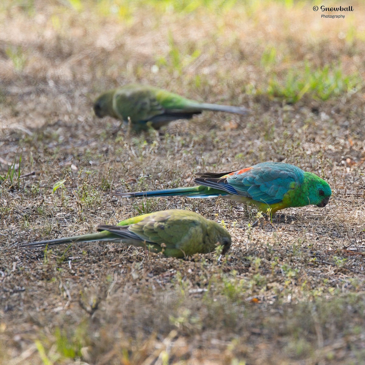 Red-rumped Parrot - ML646885678
