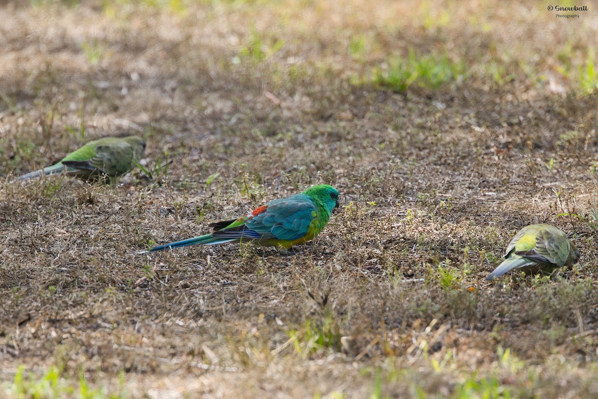 Red-rumped Parrot - ML646885679