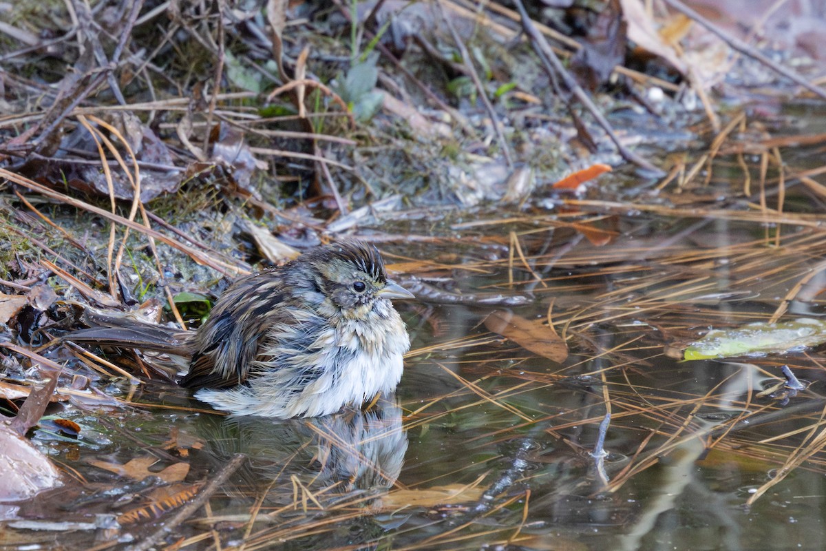 Swamp Sparrow - ML646885681
