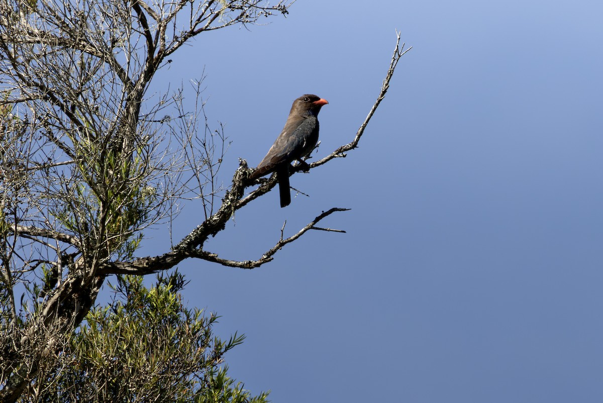 Dollarbird - ML646885683