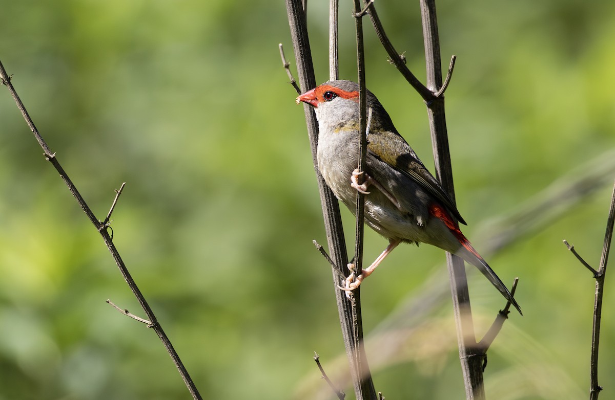 Red-browed Firetail - ML646885687