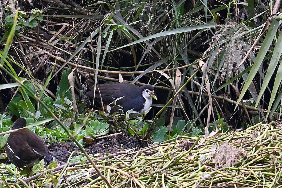 White-breasted Waterhen - ML646885689