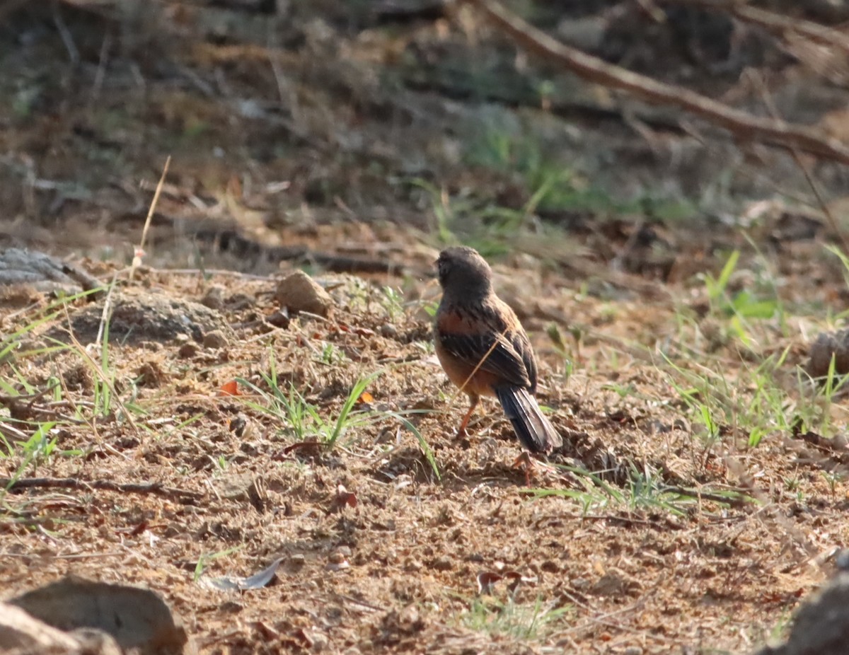 Bridled Sparrow - ML646885690