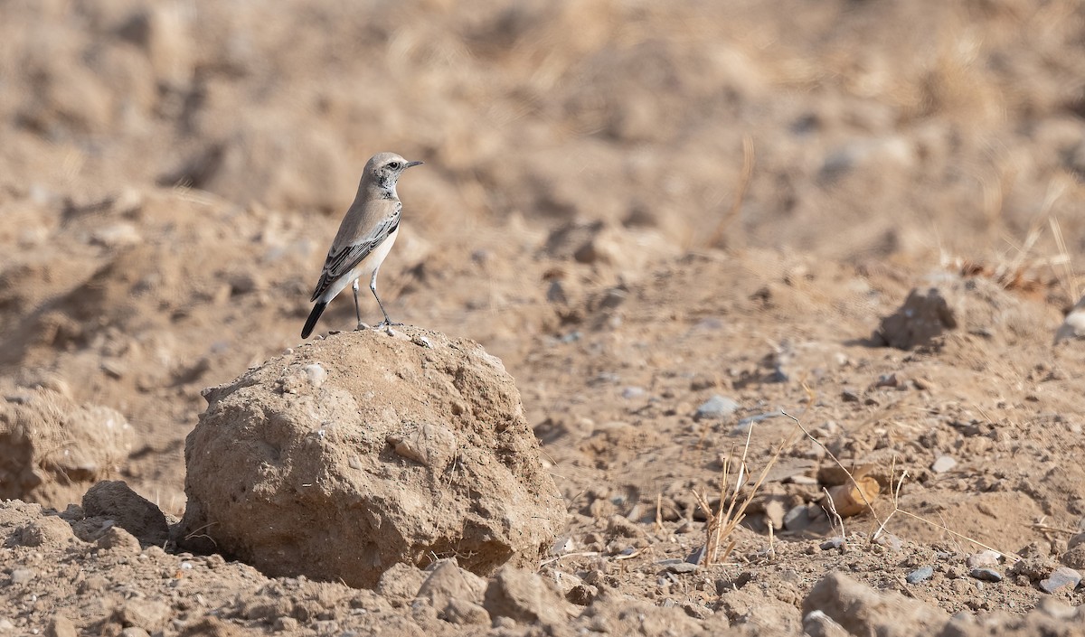 Desert Wheatear - ML646885691