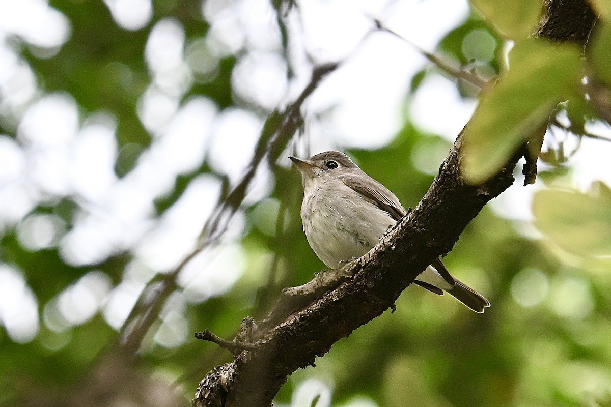 Asian Brown Flycatcher - ML646885692