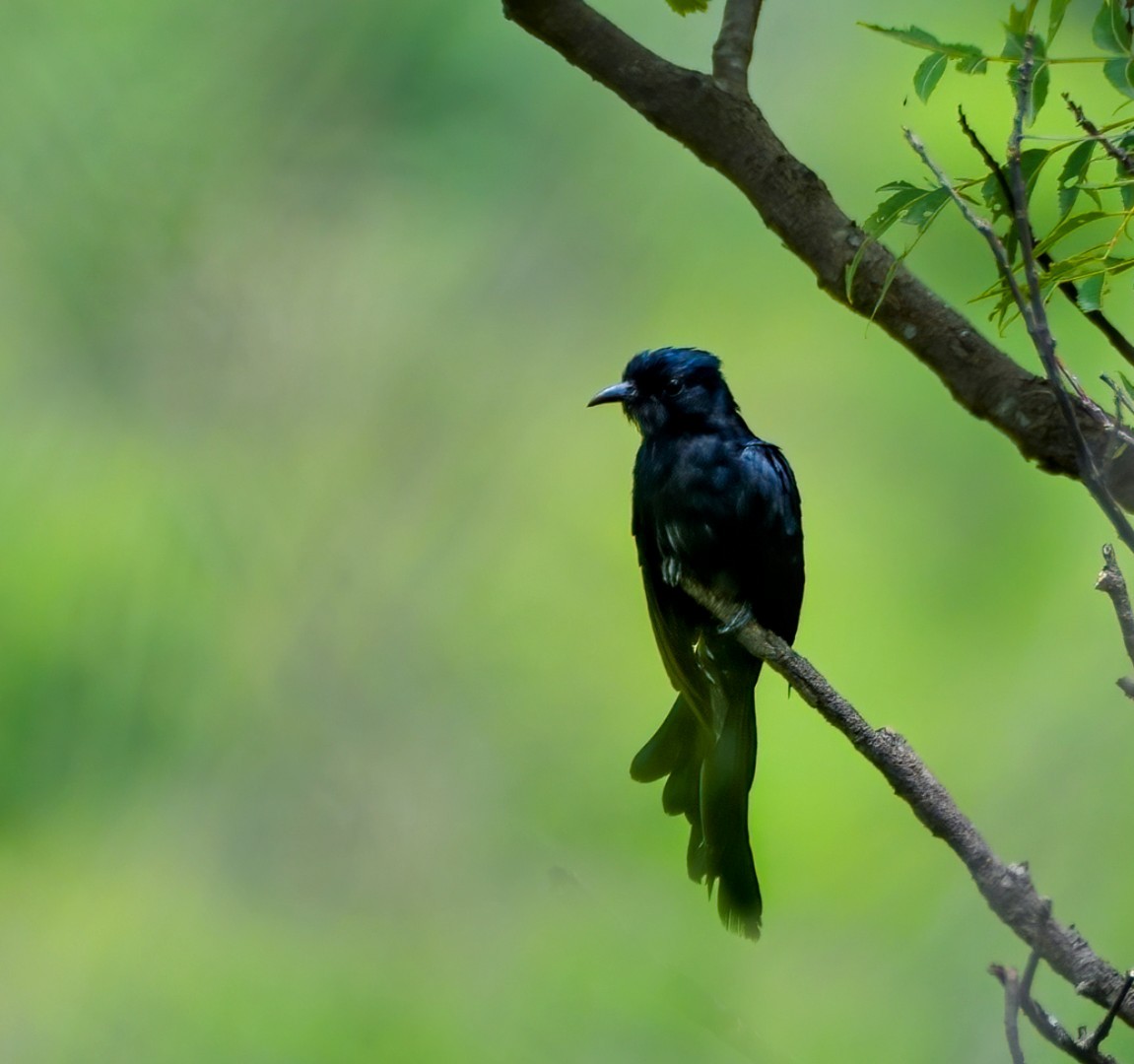 Fork-tailed Drongo-Cuckoo - ML646885693