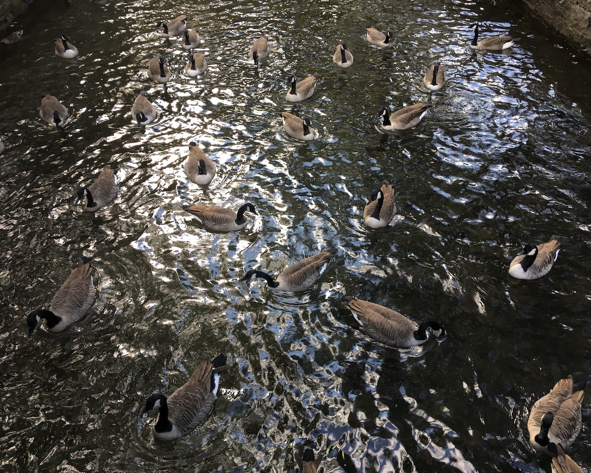 Canada Goose - ML646885694