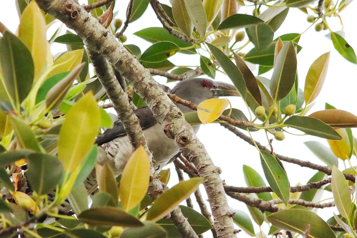 Channel-billed Cuckoo - ML646885696