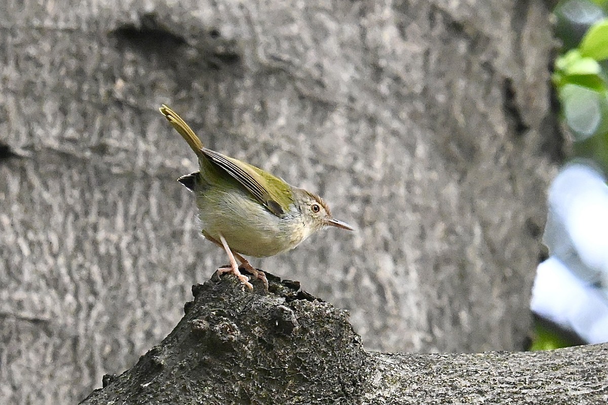 Common Tailorbird - ML646885697