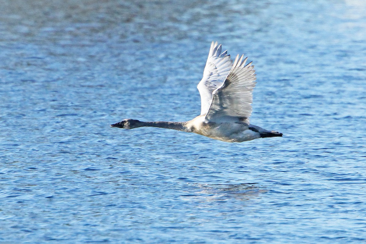ברבור אמריקני - ML646885698