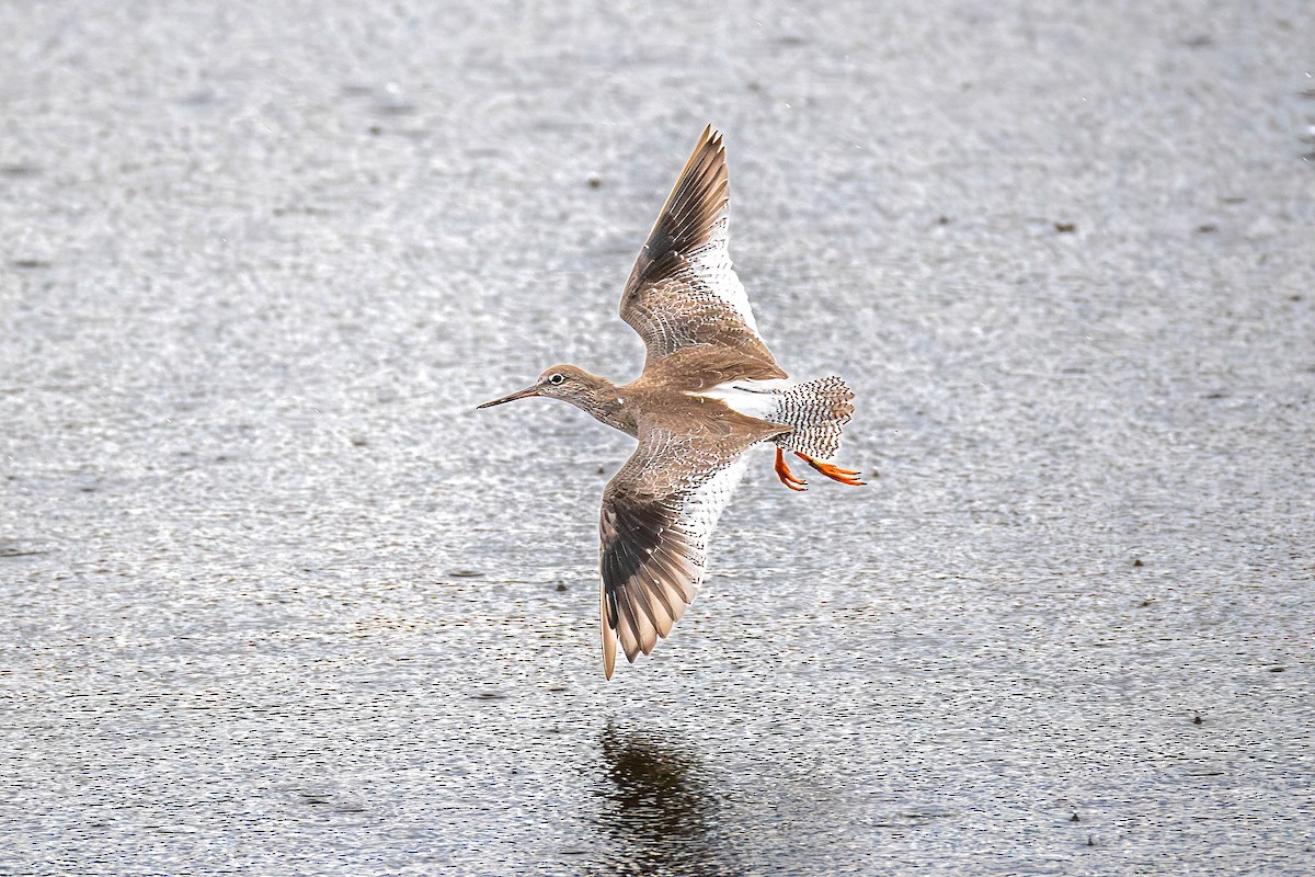 Common Redshank - ML646885699