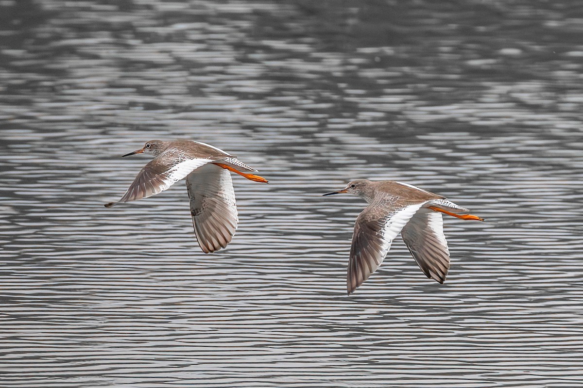 Common Redshank - ML646885700
