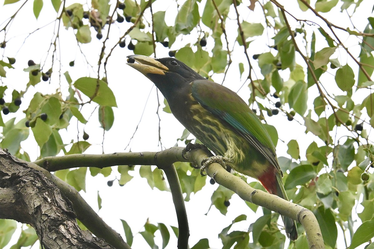 Great Barbet - ML646885701