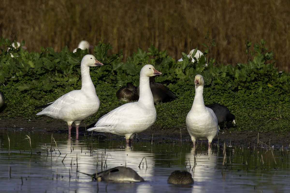 Snow Goose - ML646885703