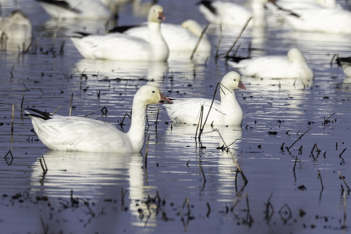 Snow Goose - ML646885704