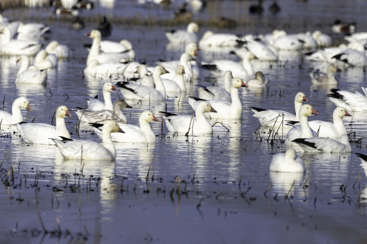 Snow Goose - ML646885705