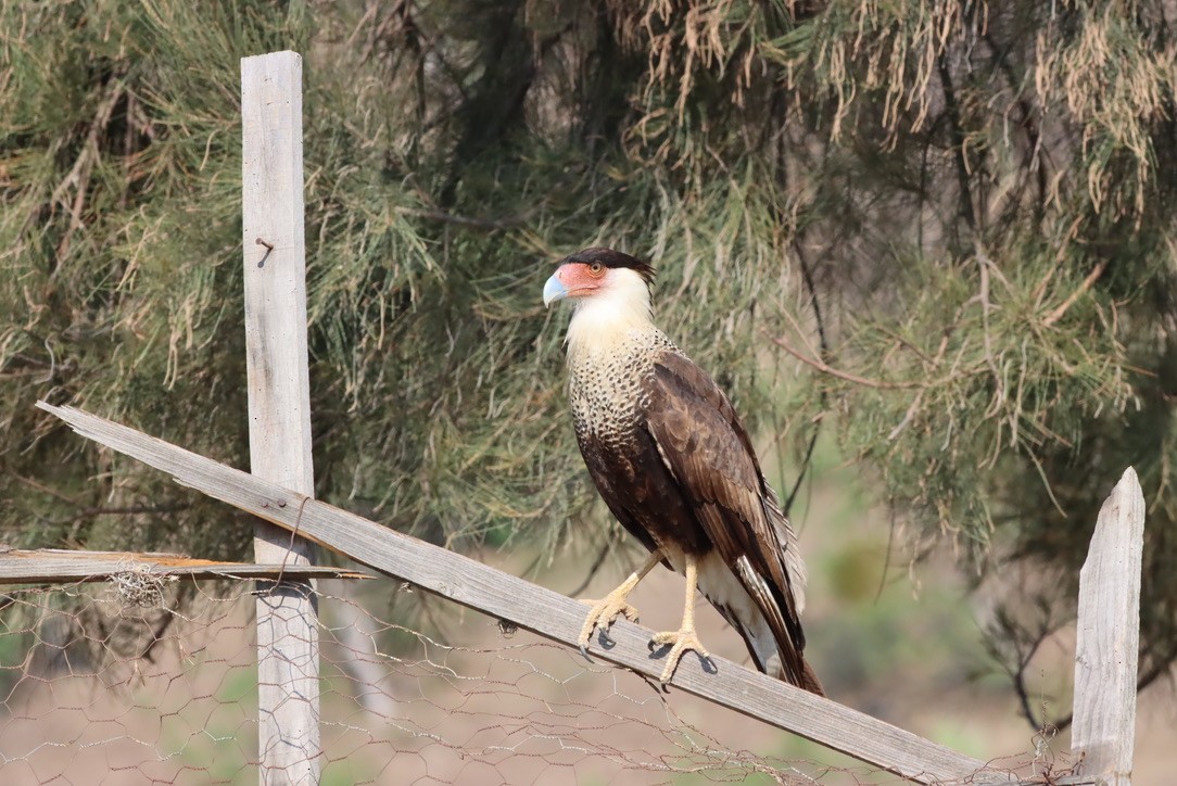 Crested Caracara - ML646885707