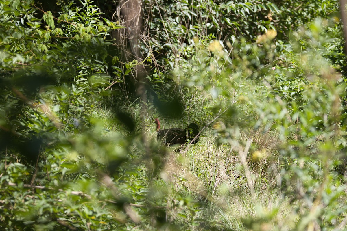 Australian Brushturkey - ML646885708