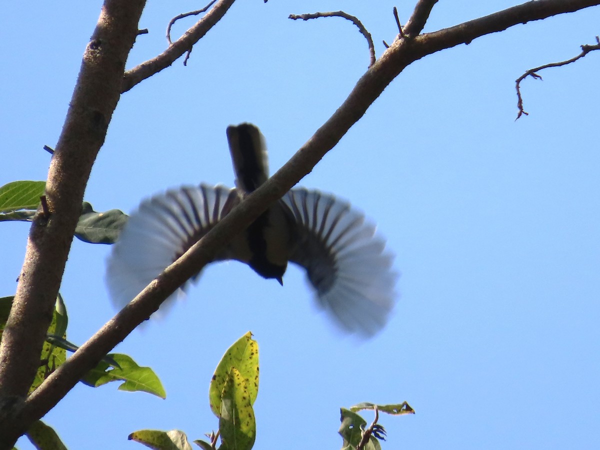 Asian Tit - ML646885709