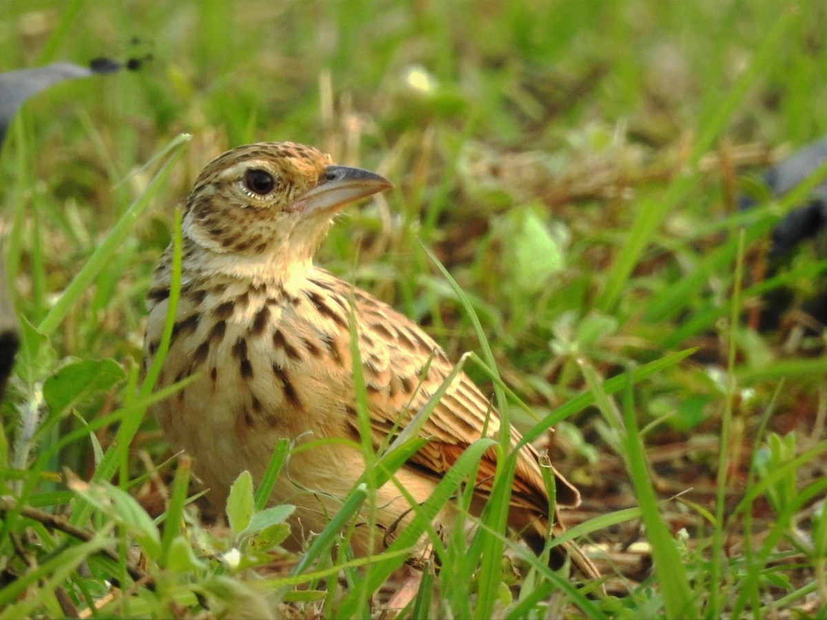 Jerdon's Bushlark - ML646885710