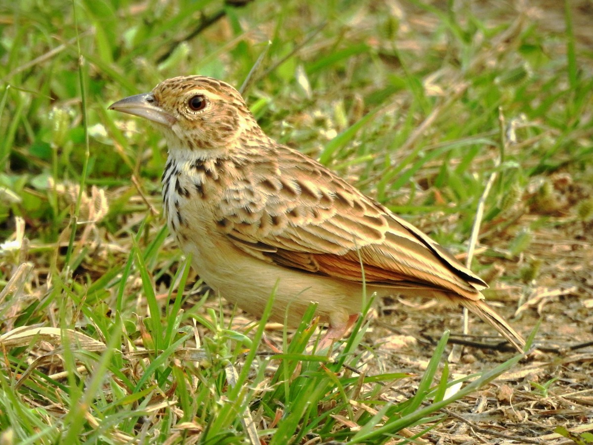 Jerdon's Bushlark - ML646885711