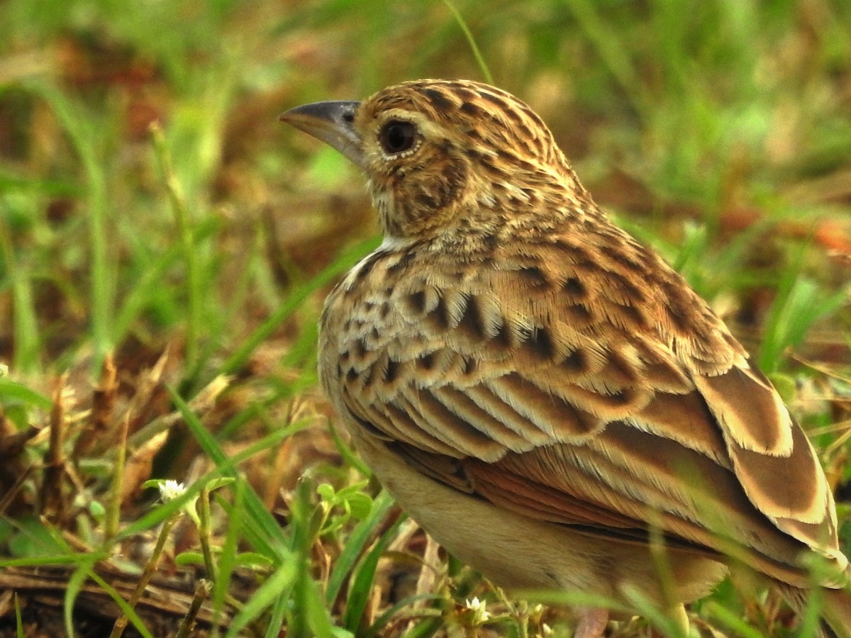 Jerdon's Bushlark - ML646885712