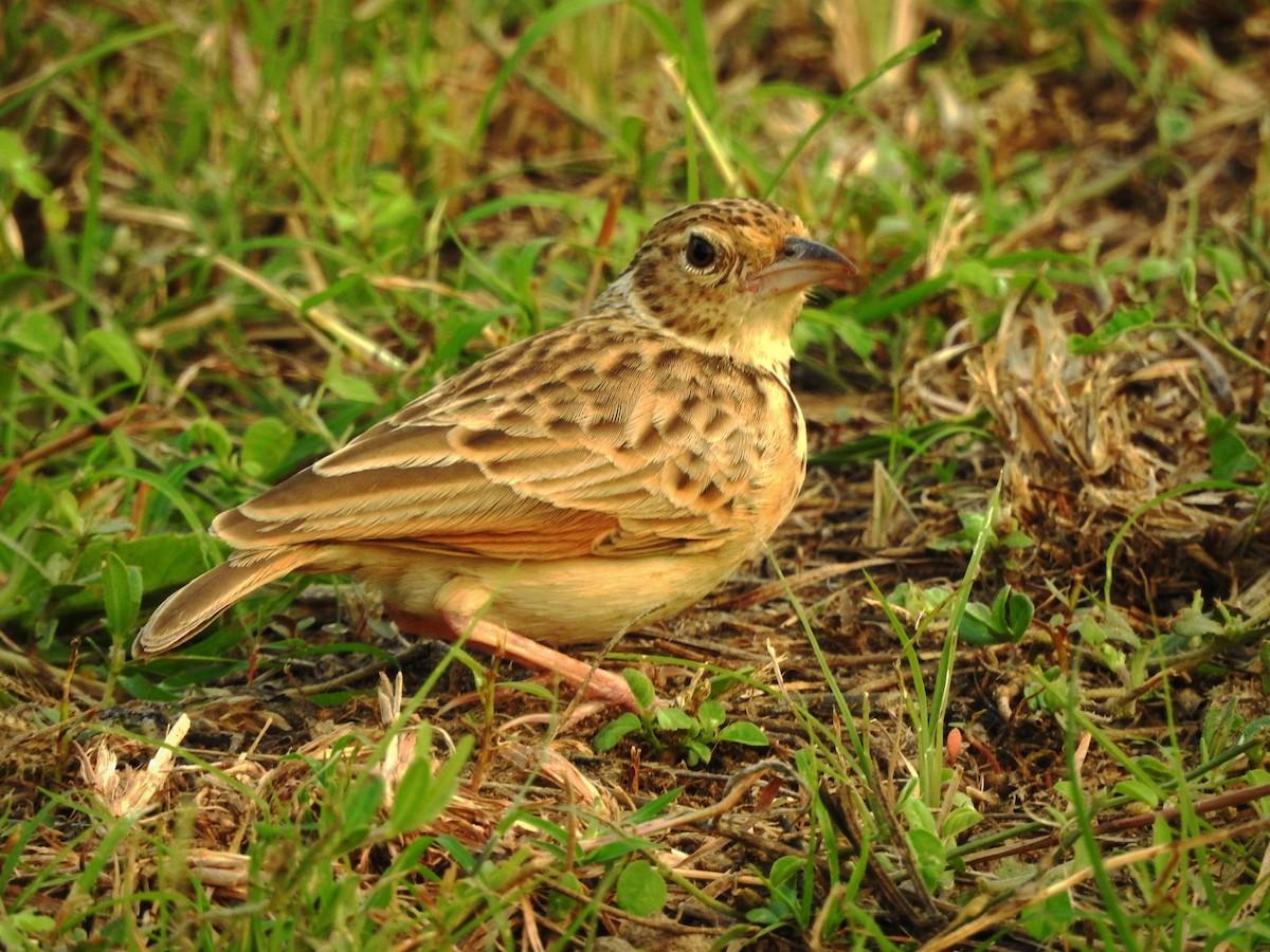 Jerdon's Bushlark - ML646885713