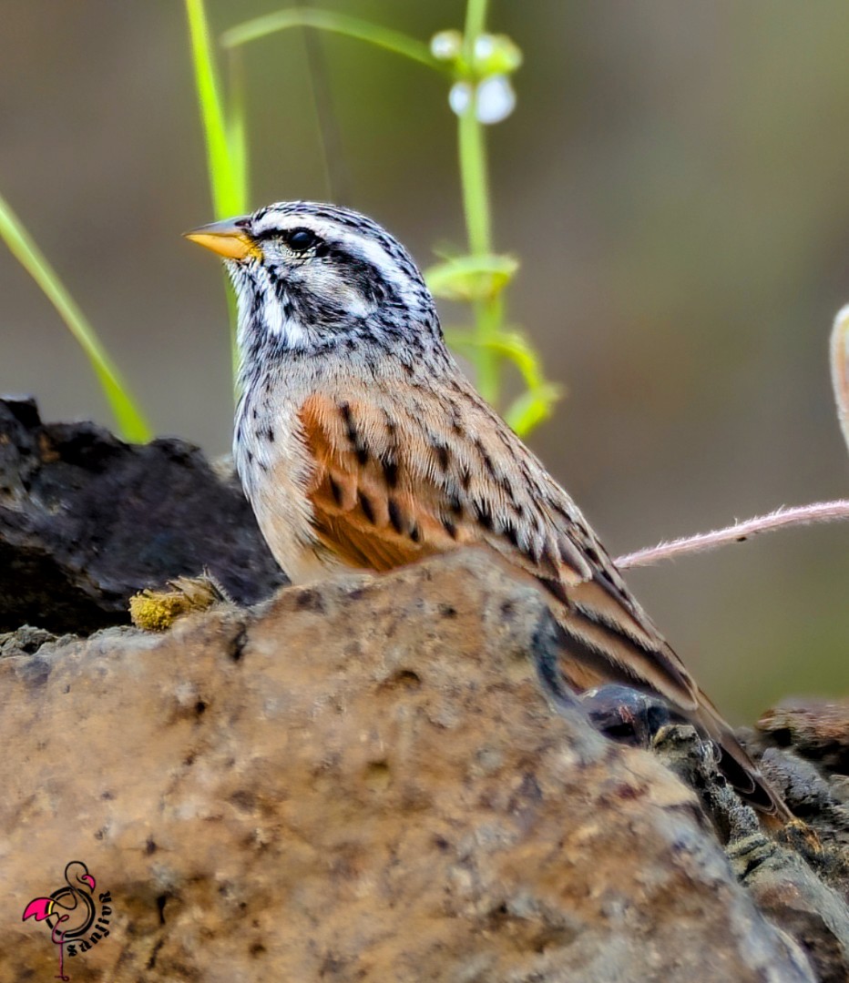 Striolated Bunting - ML646885714