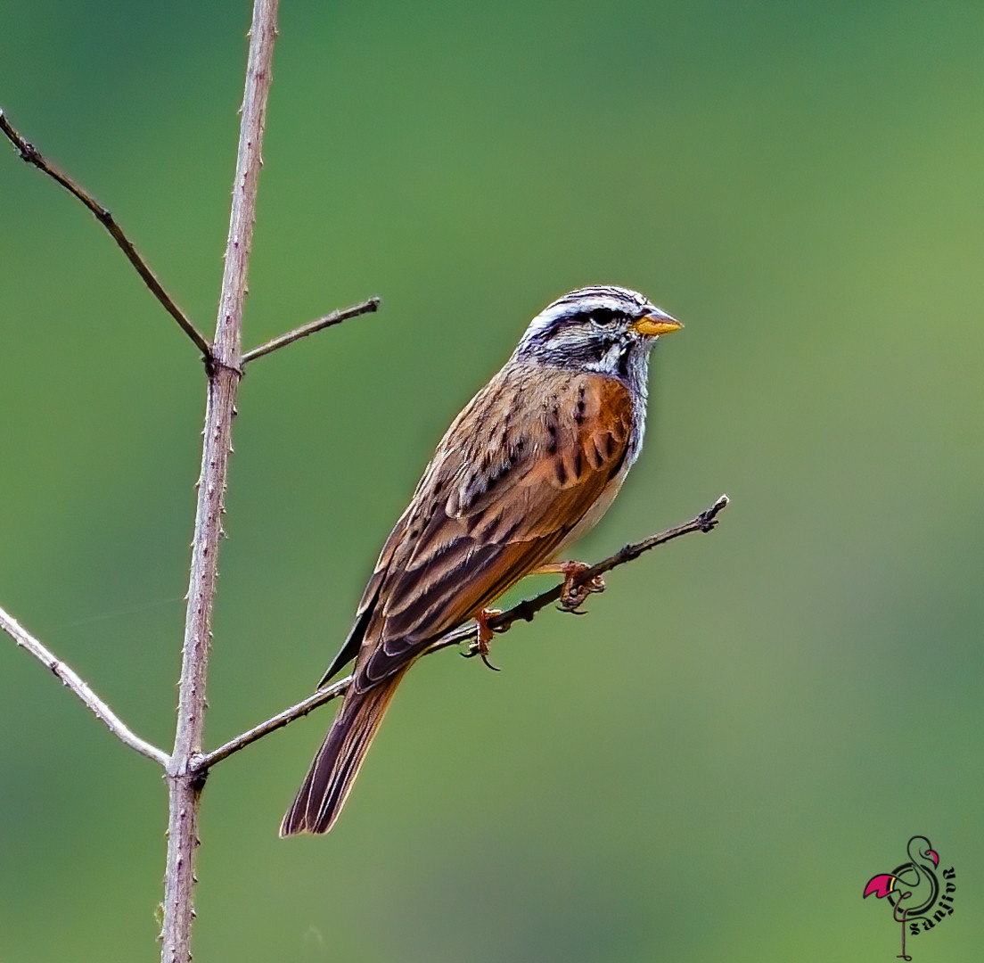 Striolated Bunting - ML646885715
