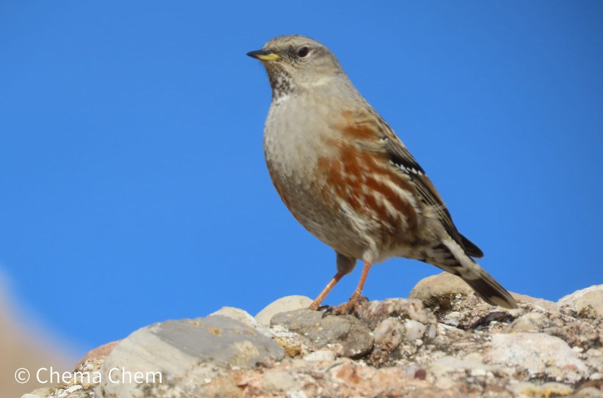 Alpine Accentor - ML646885716