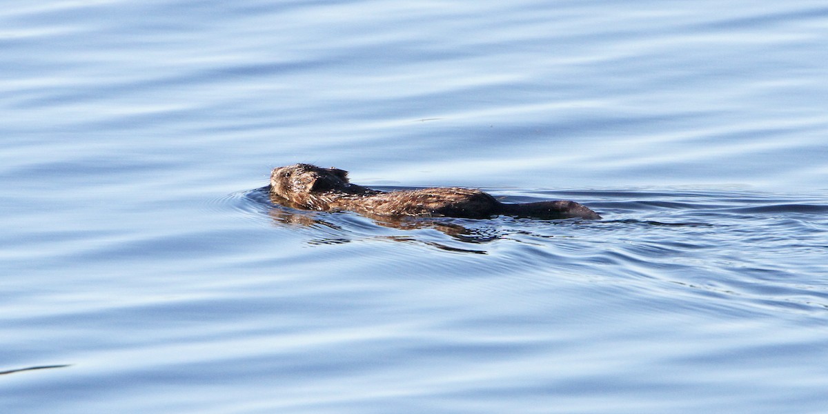 Muskrat - ML646885717