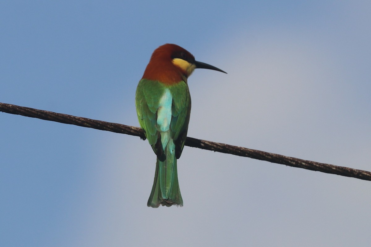 Chestnut-headed Bee-eater - ML646885719