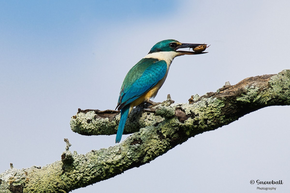 Sacred Kingfisher - ML646885721