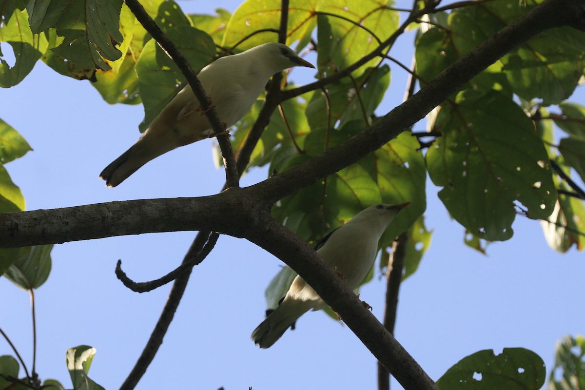 Шпачок білоголовий - ML646885724