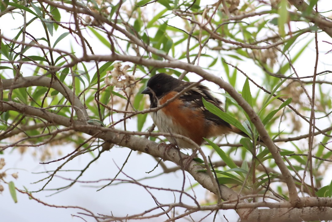 Spotted Towhee - ML646885733