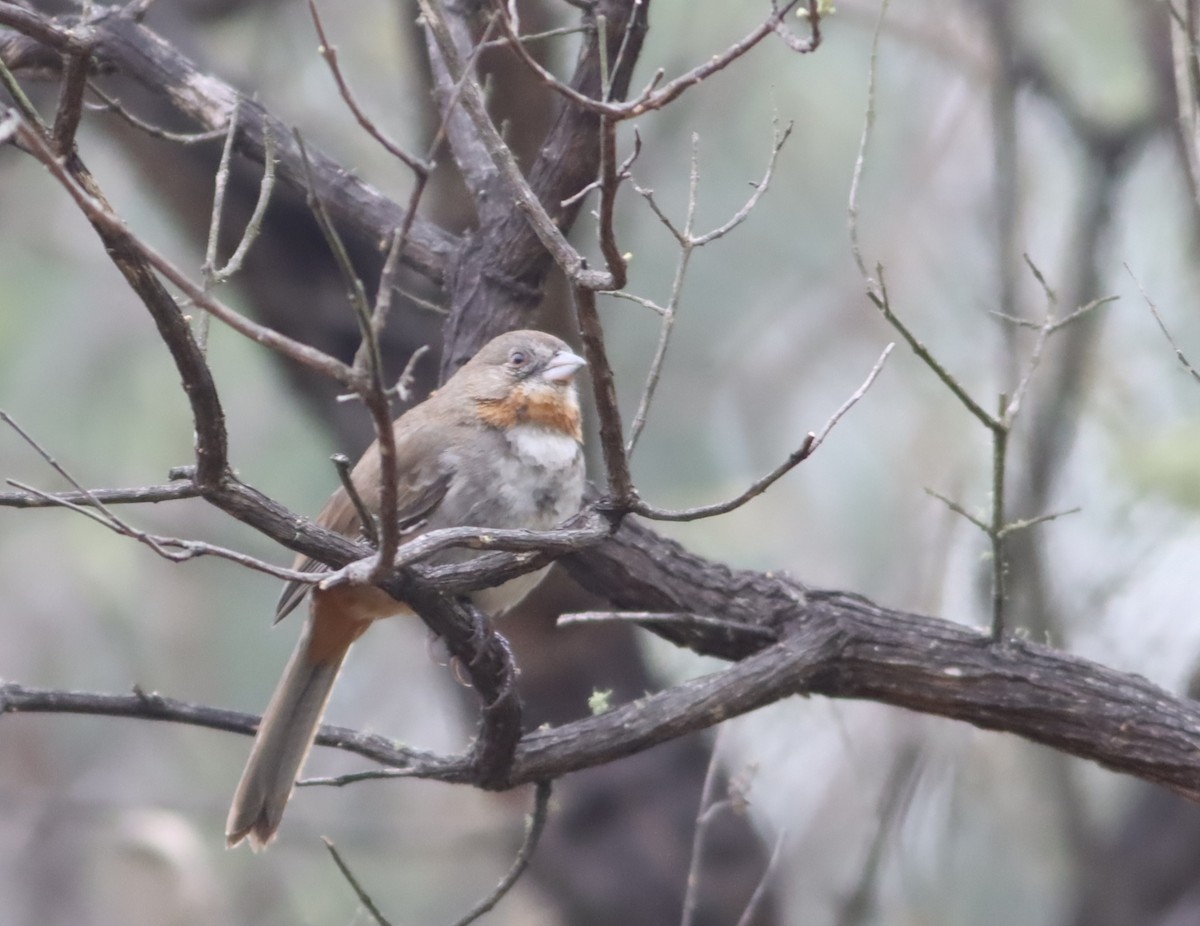 White-throated Towhee - ML646885738