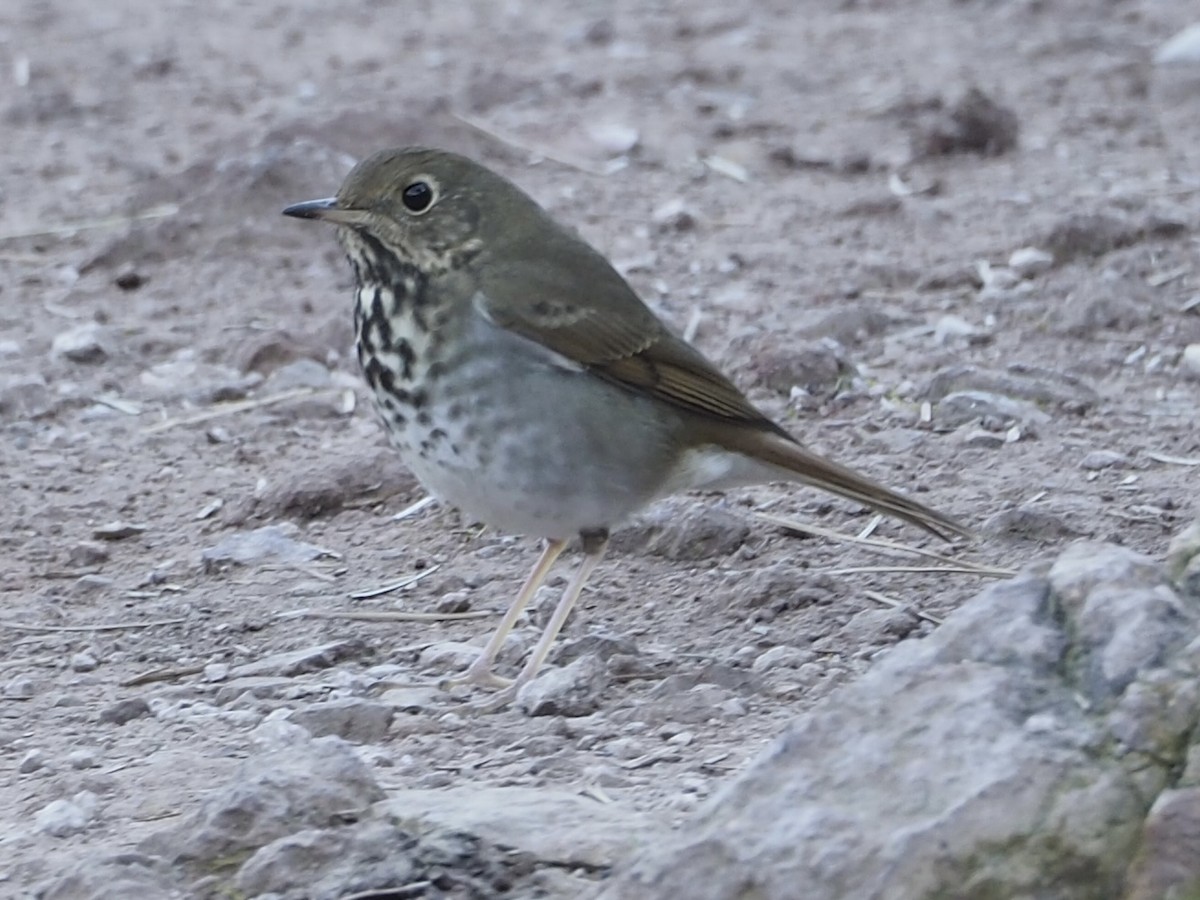 Hermit Thrush - ML646885739