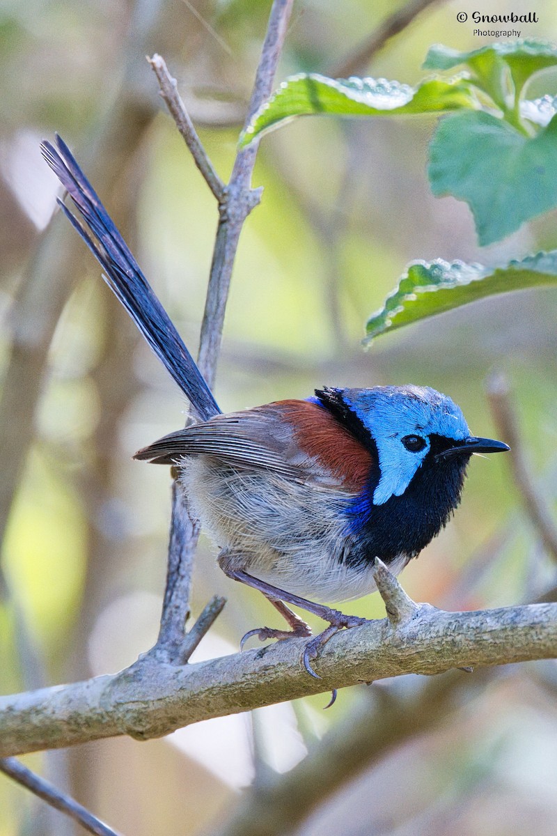 Variegated Fairywren - ML646885741