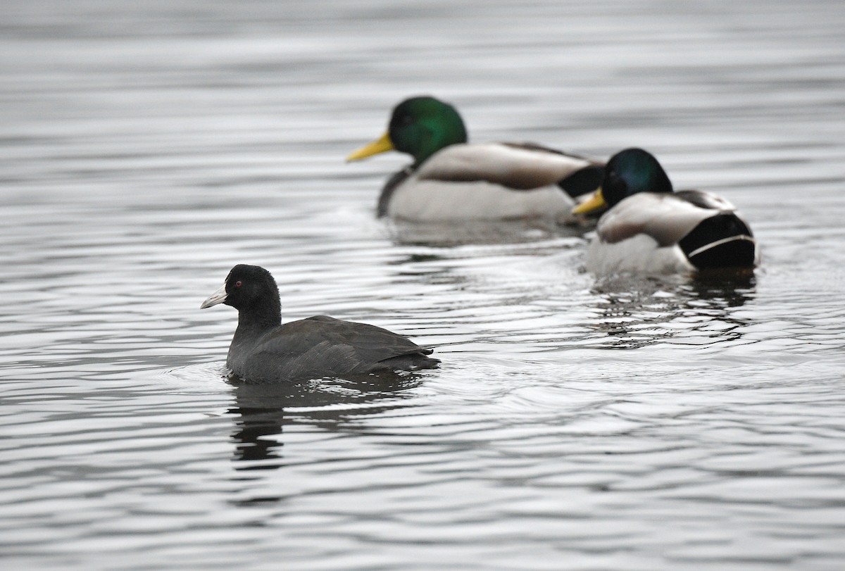 American Coot - ML646885742