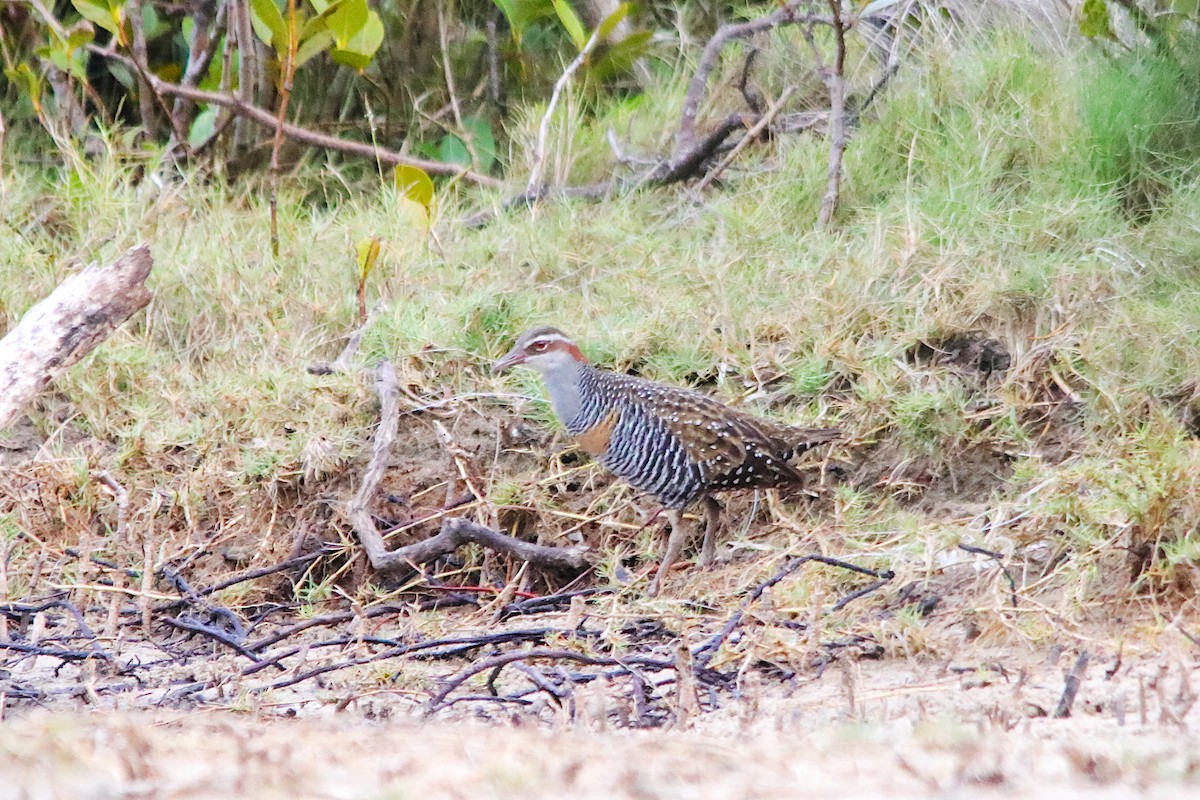 Buff-banded Rail - ML646885743