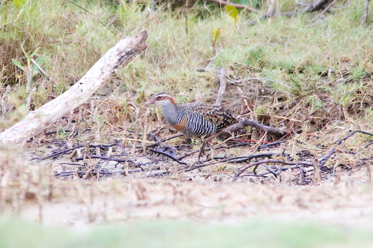 Buff-banded Rail - ML646885744