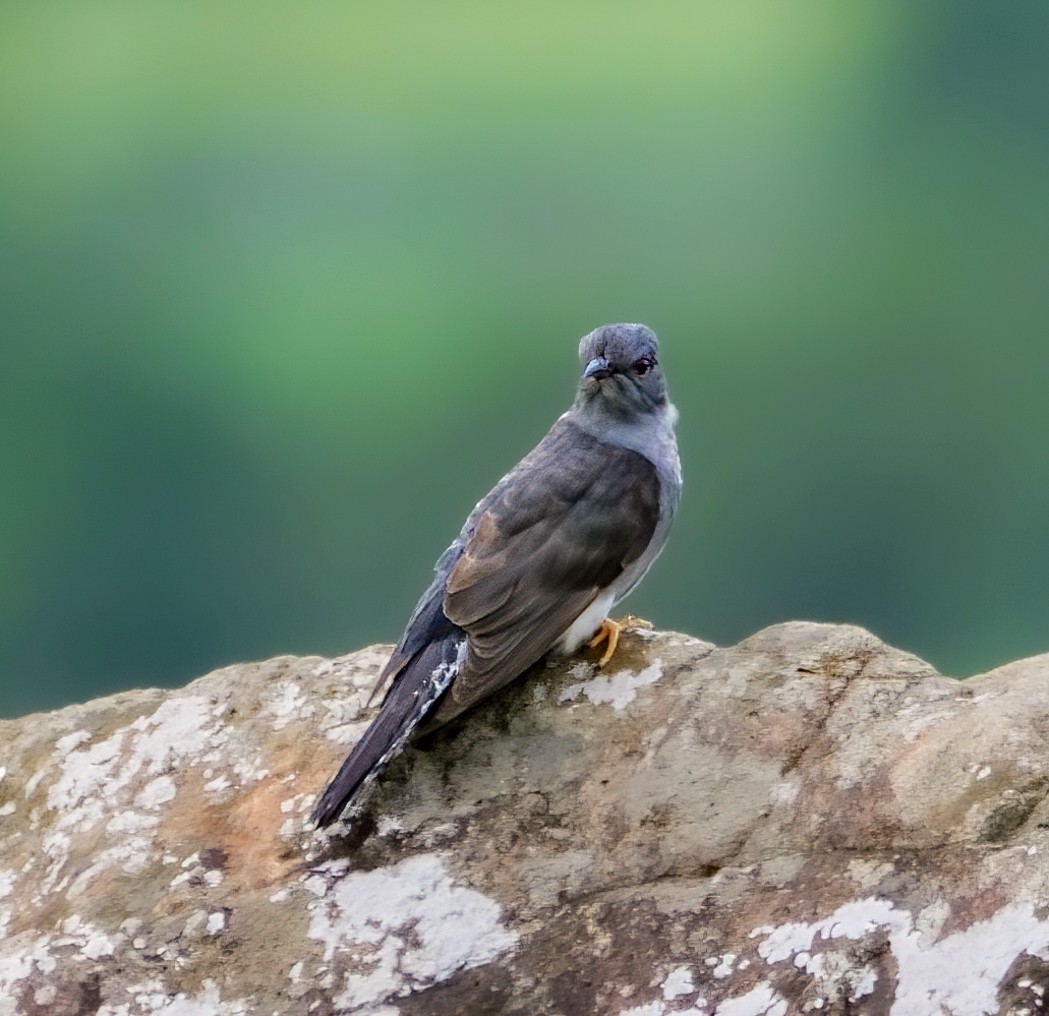 Gray-bellied Cuckoo - ML646885746