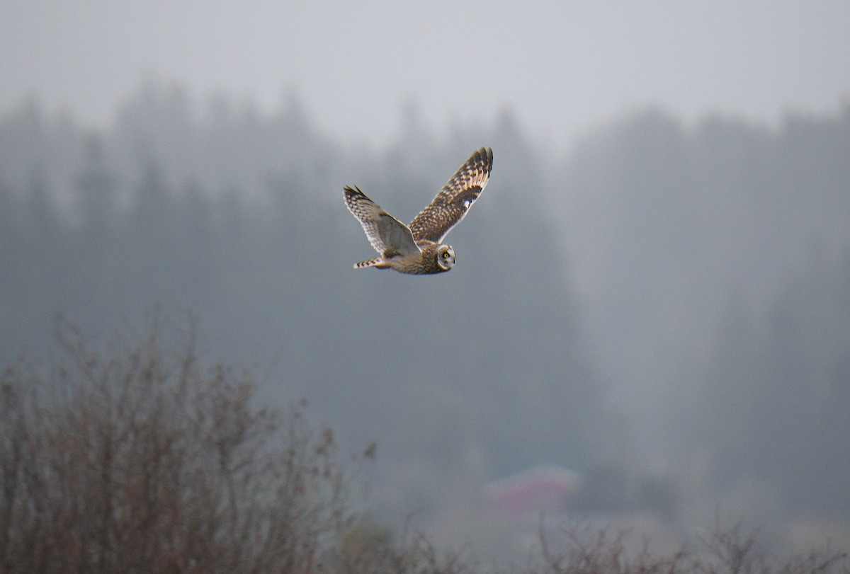 Short-eared Owl - ML646885748