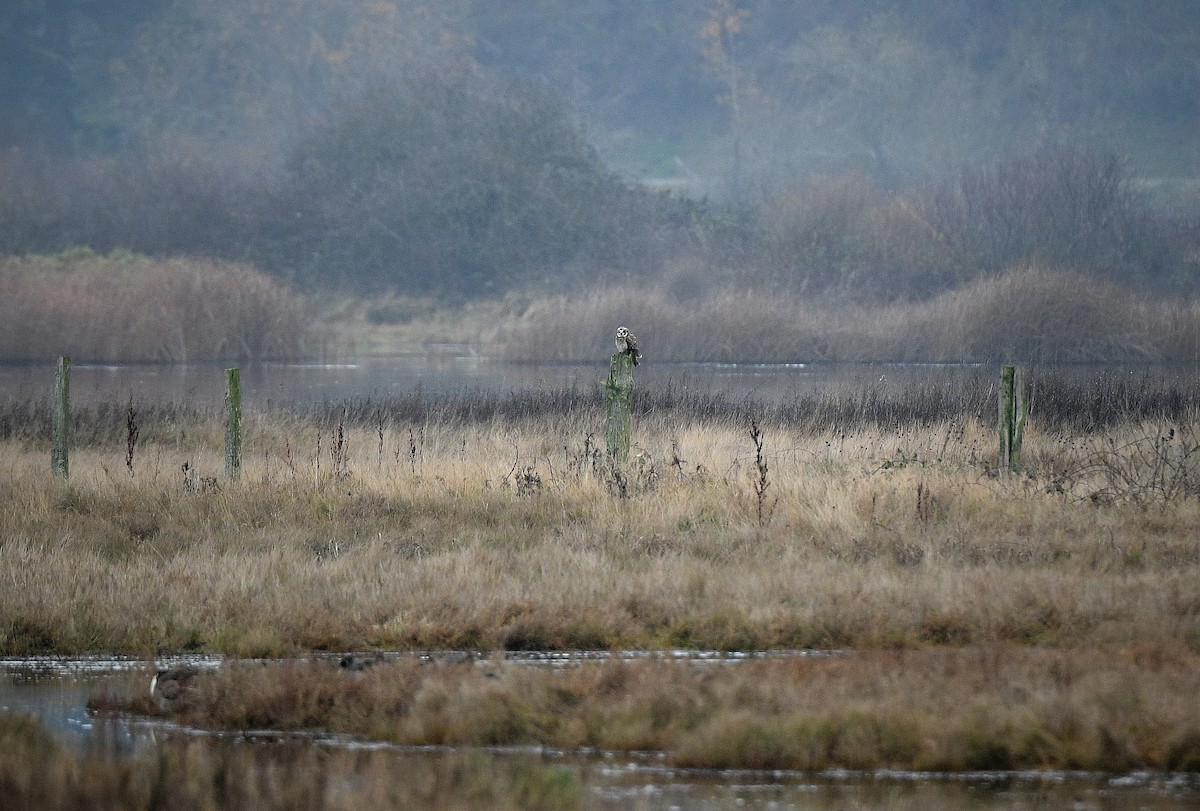 Short-eared Owl - ML646885749